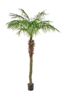 Artificial Phoenix Palm - 180cm, Green
