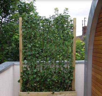 Suppliers of Timber Planter Boxes