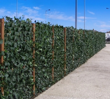 Suppliers of Living Plant Walls