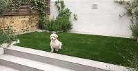 Artificial Turf for Dogs