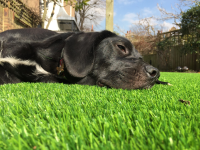 Synthetic Lawns for Pets