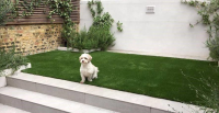 Installers of Artificial Lawns for Dogs Surrey