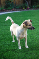 Installers of Artificial Lawns for Pets Kent