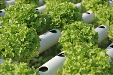 Plastic Extrusion Products For Horticulture