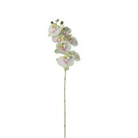 Phalaenopsis Orchid 3pk Green