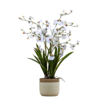 White Potted Oncidium Orchid White Large