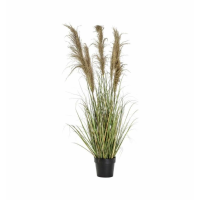 Grass With 5 Heads