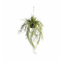 Rhipsalis With Soil Large