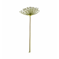 Spider Stem White