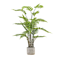 Cream Green Potted Fern in Cement Pot Large