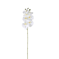 Phalaenopsis Orchid 3pk White