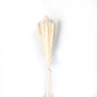 Mini White Pampas Grass Bunch Of 15