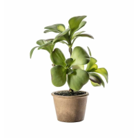 Kalanchoe Large