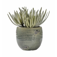 Crassula With Ceramic Pot