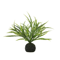 Grass in Soil Green