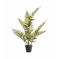 Fern Bracken Medium