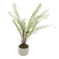 Potted Boston Fern