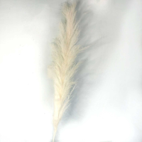 Cream Pampas Grass Stem