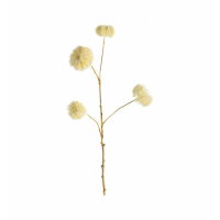 Seedhead Cream (5pk)
