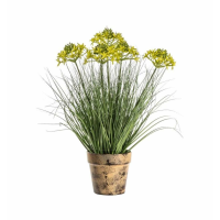 Grass With 5 Heads Yellow