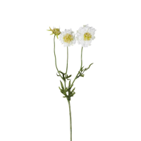 Scabiosa Spray 6pk