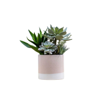Succulent Mix in Ceramic Pot