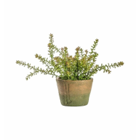 Sedum Burrito