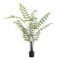 Green Butterfly Fern Small