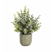 Eucalyptus With Rustic Pot Small