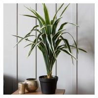 Dracaena