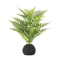 Fern in Soil Green
