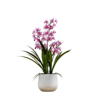 Pink Potted Cymbidium Orchid Pink Large