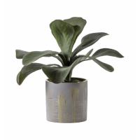 Kalanchoe With Gold Ceramic Pot