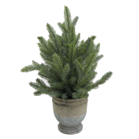 Garda Pine Tree In Stone Pot