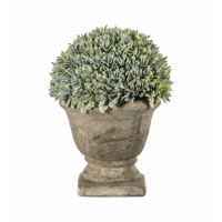 Boxwood With Stone Effect Urn