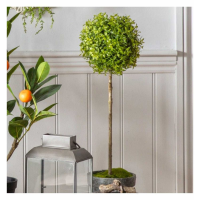 Tea Tree