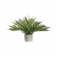 Fern With Zigzag Pot