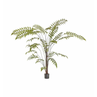 Fern