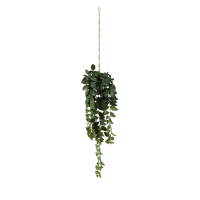 Green Hanging Philodendron Bush Small