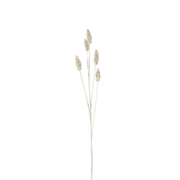 Wheat Spray 6pk
