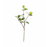 Stem With 3 Fruits