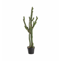 Stetsonia