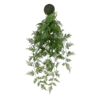Fern in Soil Green