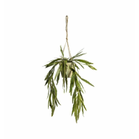 Rhipsalis With Rustic Pot