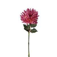 Dahlia Stem 6pk