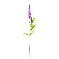 Purple Veronica Stem
