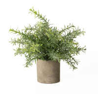 Rosemary Plant In Stone Effect Pot