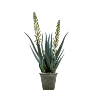 Green White Potted Aloe with Flowers Large