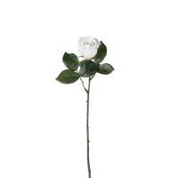 White Rose Stem White 12pk Medium
