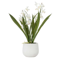 White Potted Cymbidium Orchid White Small